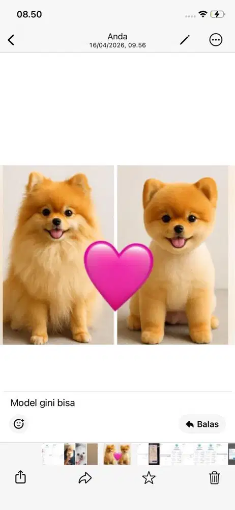 Groomer pengalaman