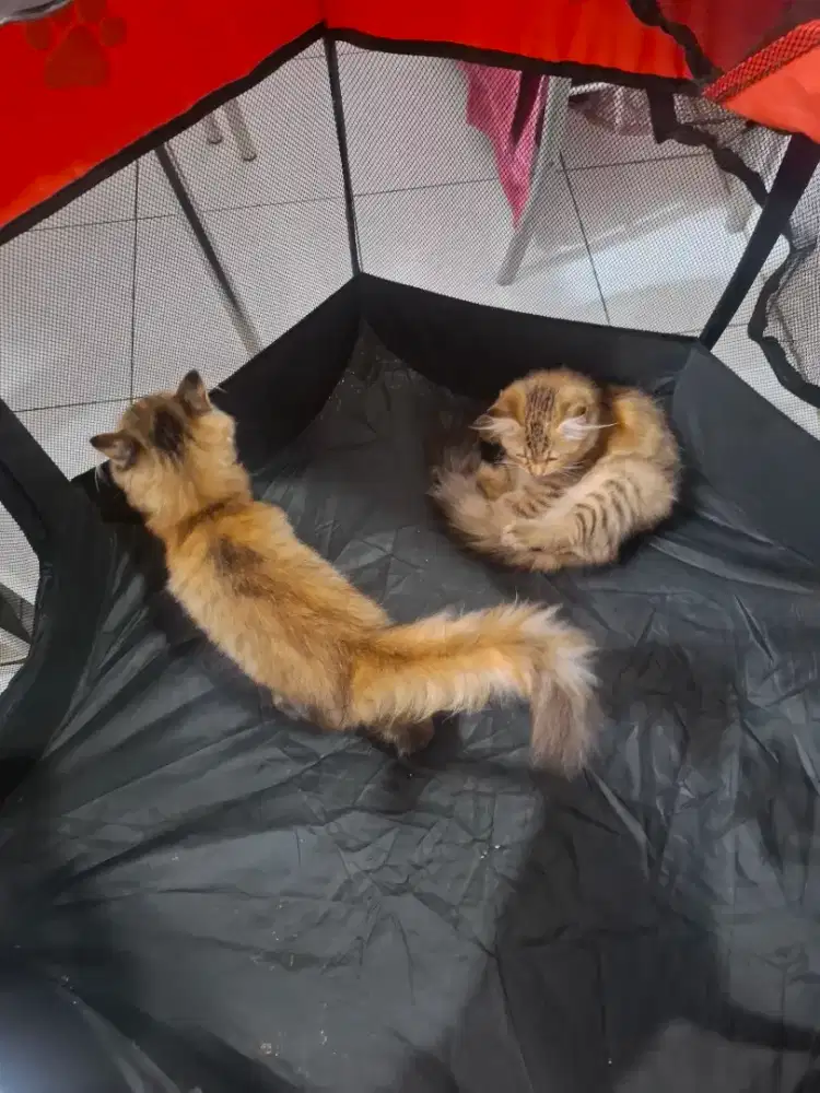 Jual kucing kitten dan indukan persia dekat binus  jakarta barat