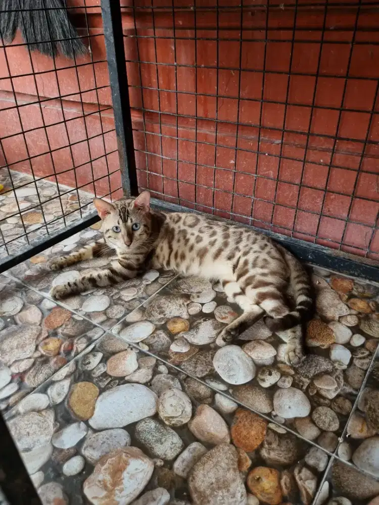 Kucing B3ngal Snow Jantan
