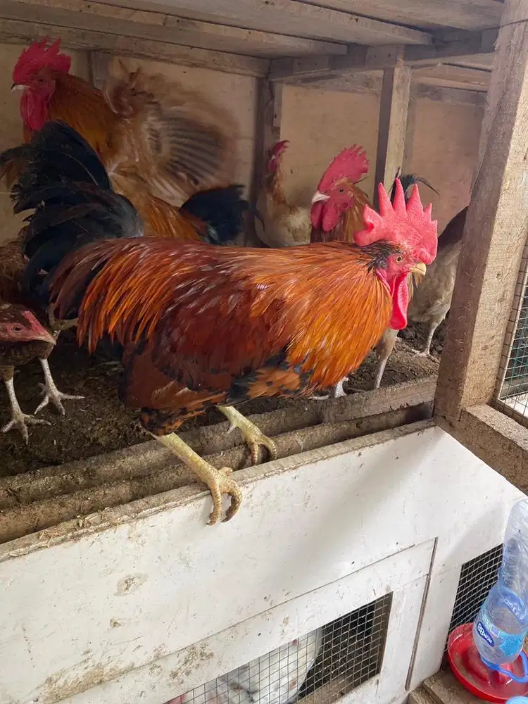 Jual Ayam Kampung Hidup Bandung - Organik, Sehat, Daging Gurih Empuk