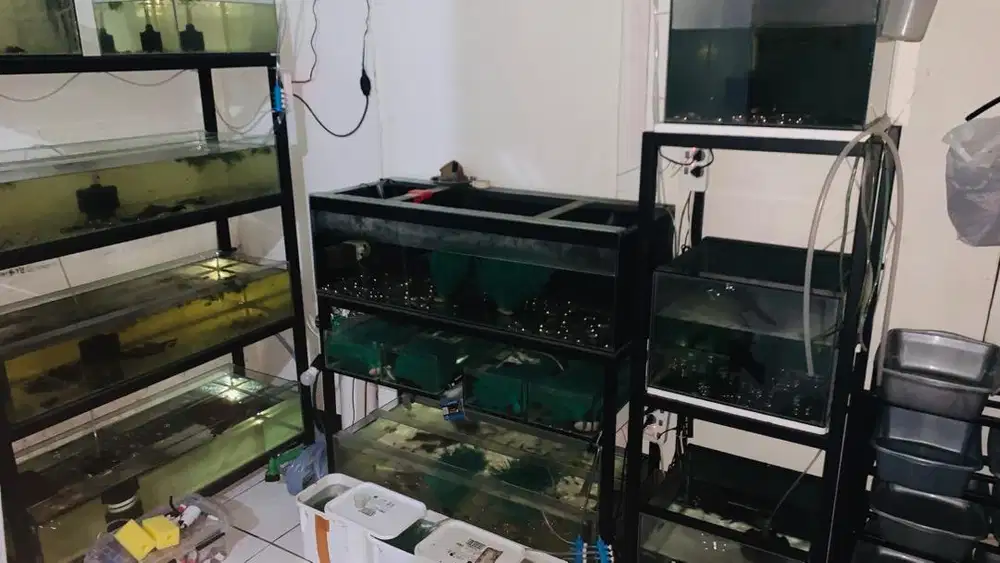 Dicari Pegawai Peternak Ikan Hias