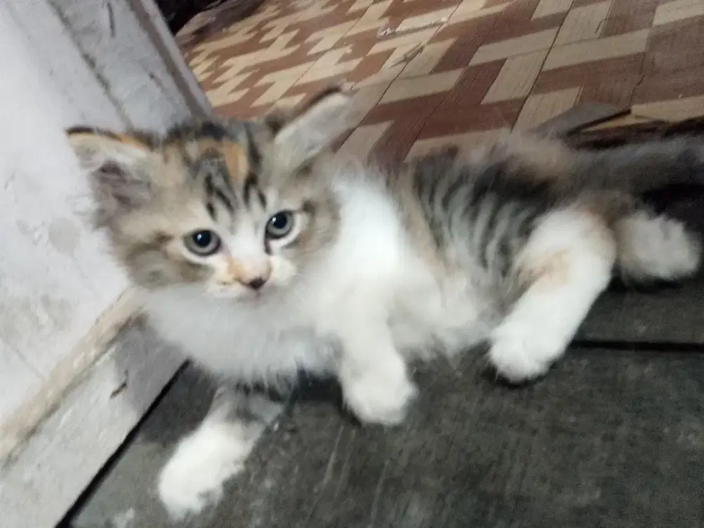Anak kucing cwe