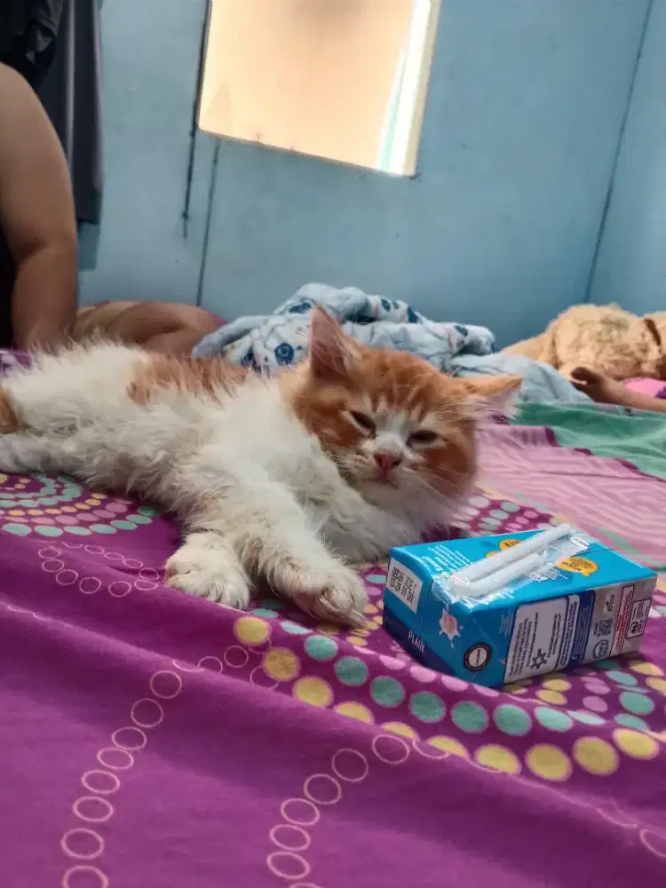 Anak kucing cwo