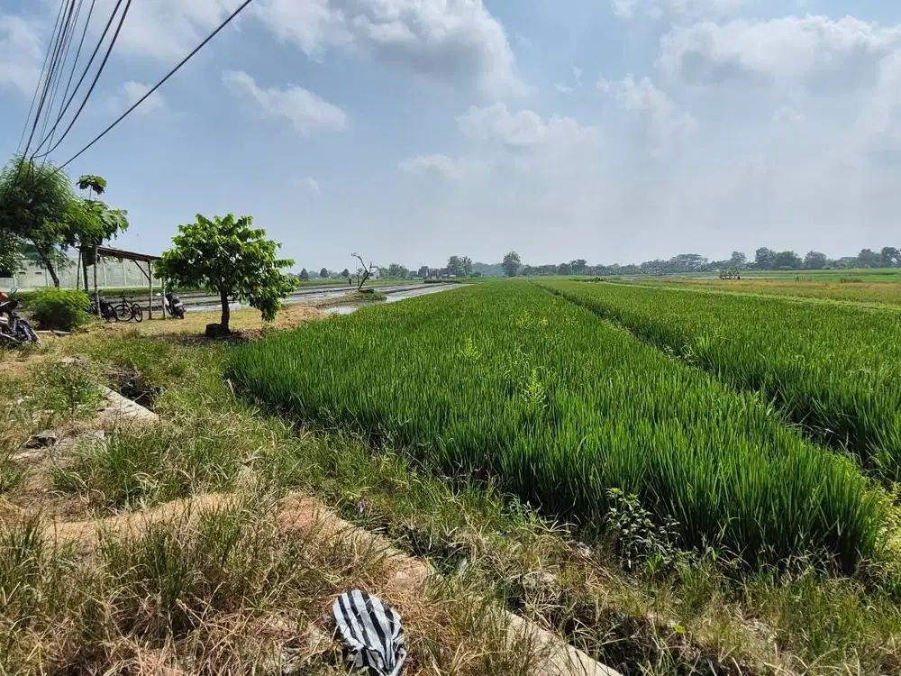 DIJUAL TANAH SAWAH STRATEGIS – DELANGGU
