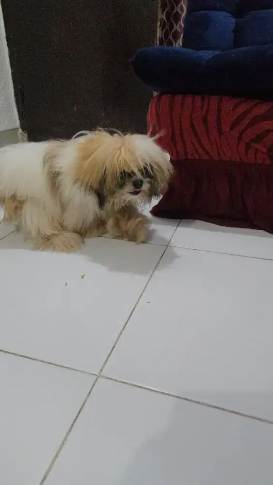 shitzu lucu 7bln