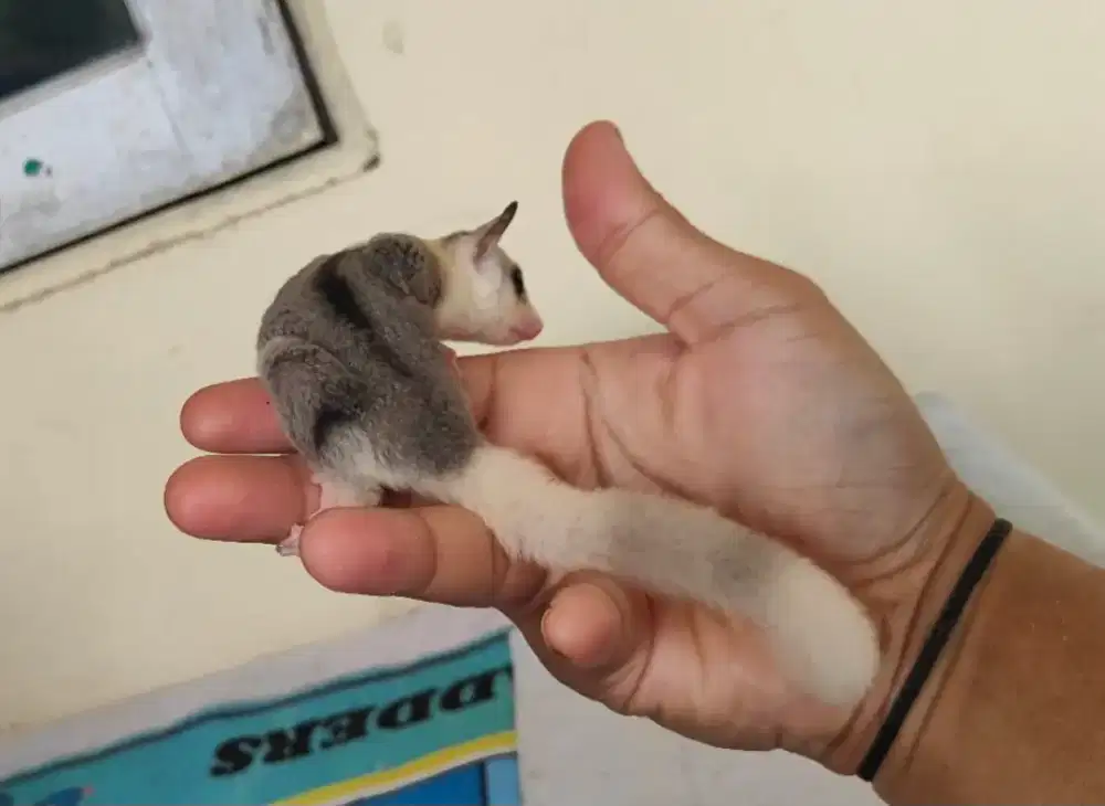 SUGAR GLIDER MOZAIK BETINA