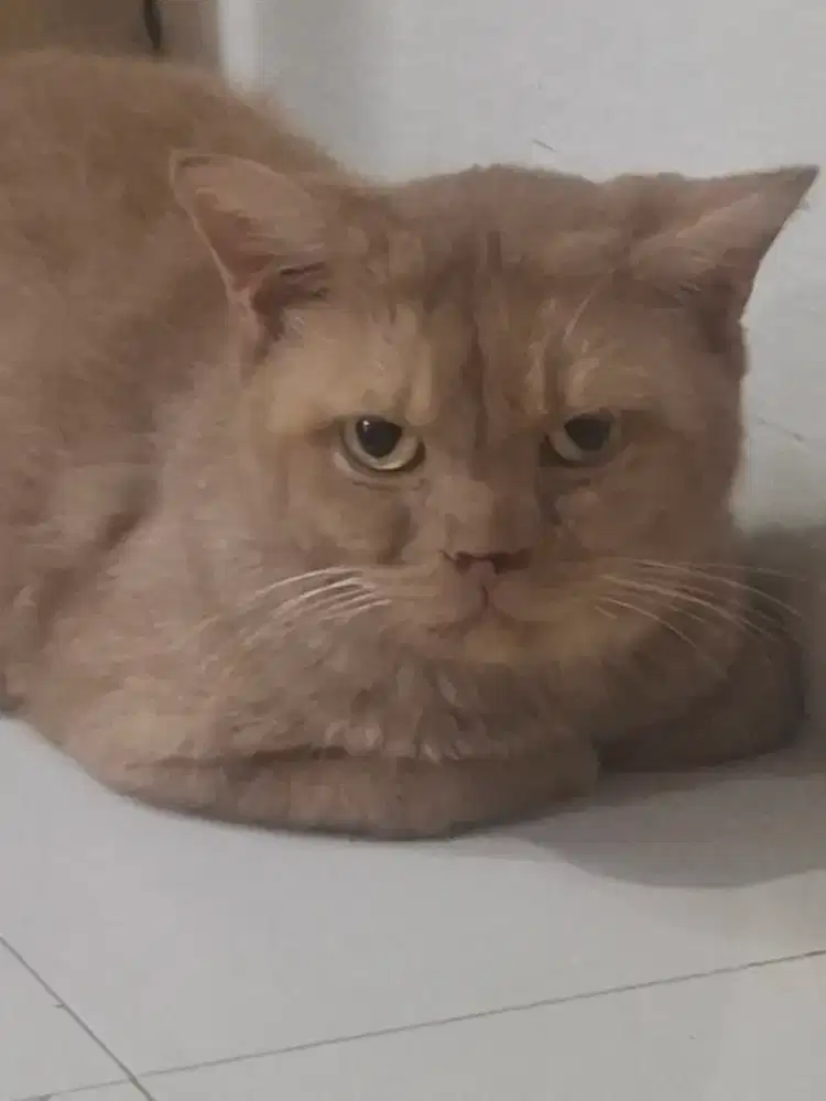 Cinamon non ped jantan