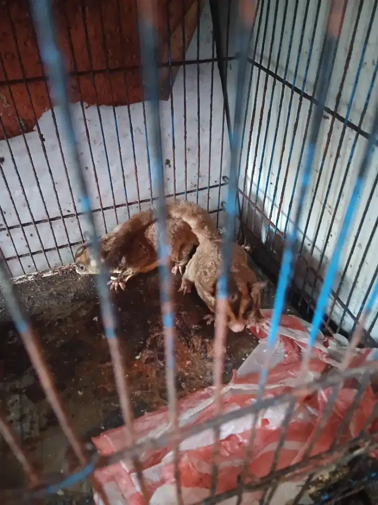 Sugar gleder jantan