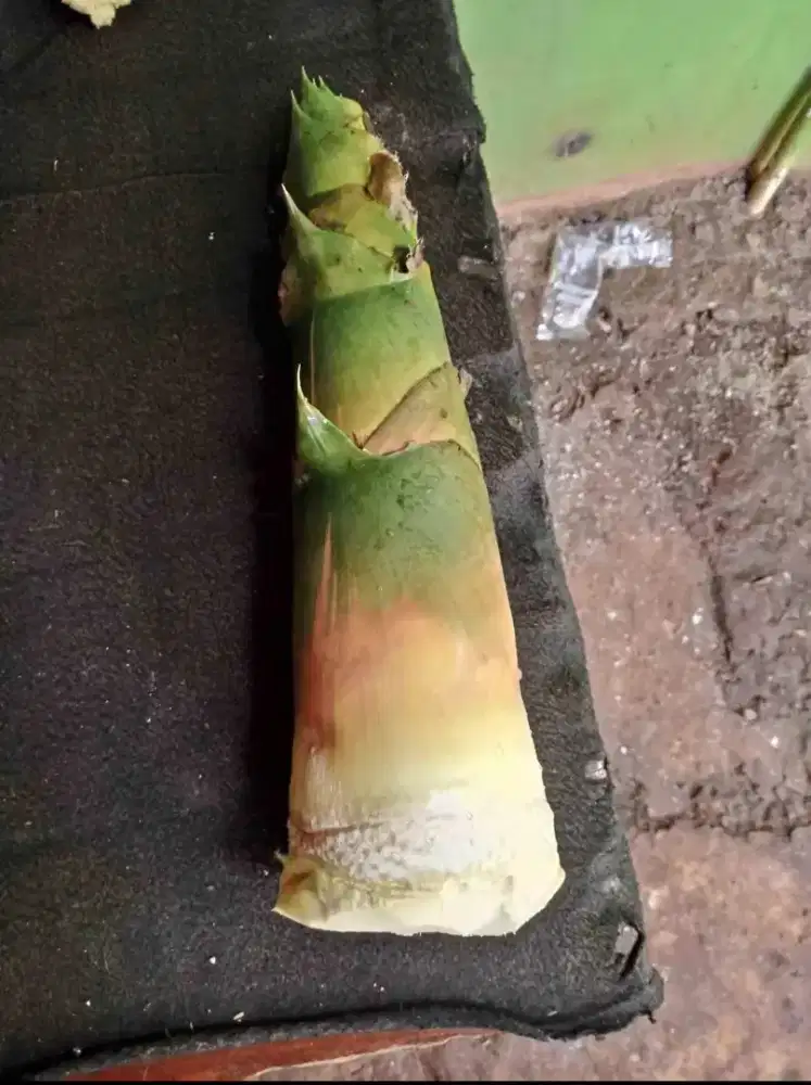 Rebung bambu kuning
