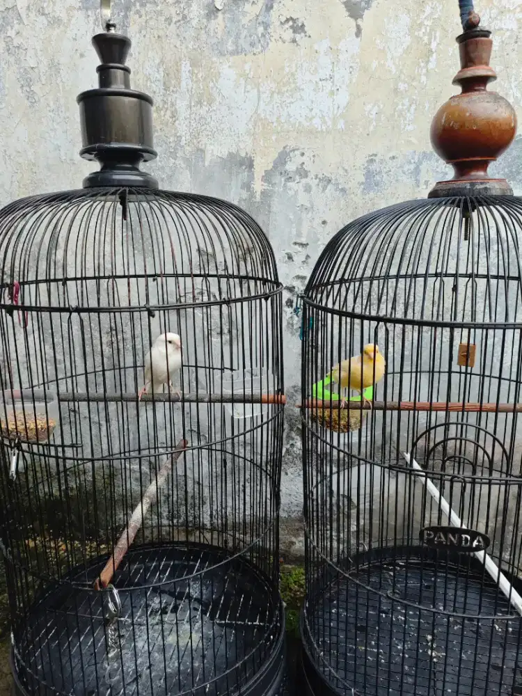 Burung kenarii putih jantan kuning betina