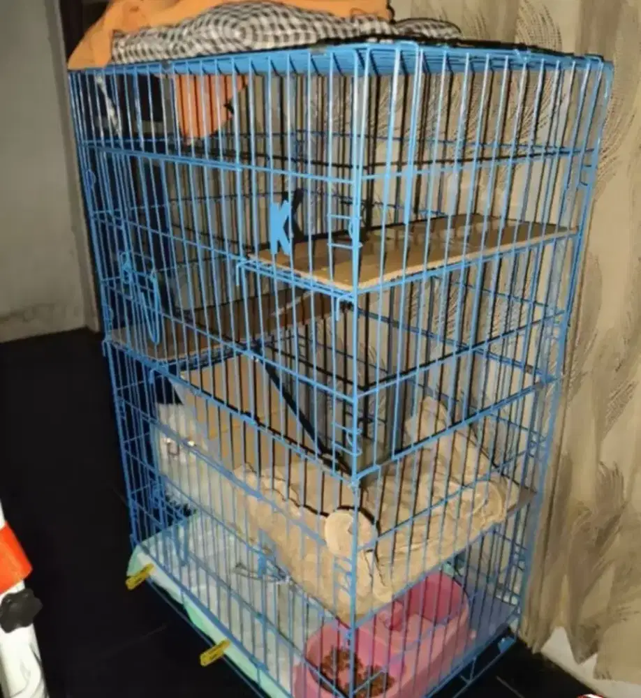 Kandang kucing dewasa
