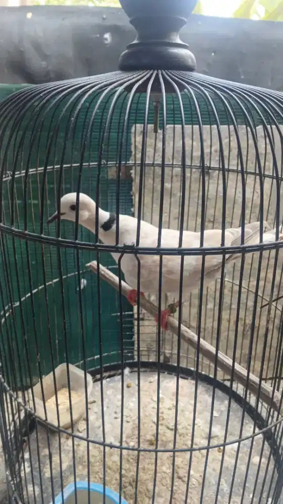 Burung puter pelung