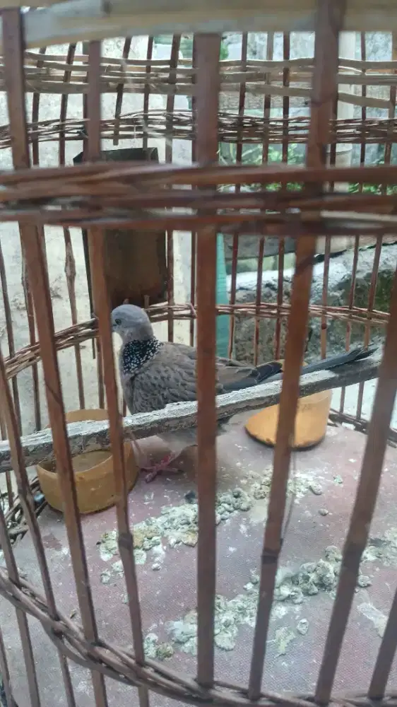 Burung derkuku kelatan