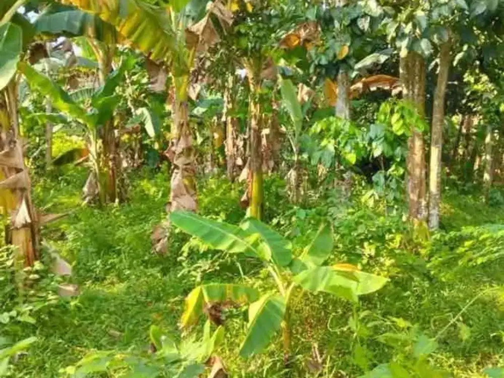 TANAH KEBUN MURAH DAN STRATEGIS DI DESA TEGAL KECAMATAN KEMANG DEKAT DARI PERUMAHAN TELAGA KAHURIPAN