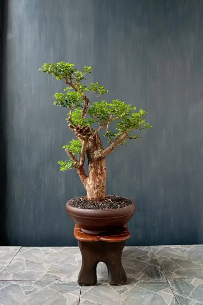 Bonsai tua jenis Kalimantan antik