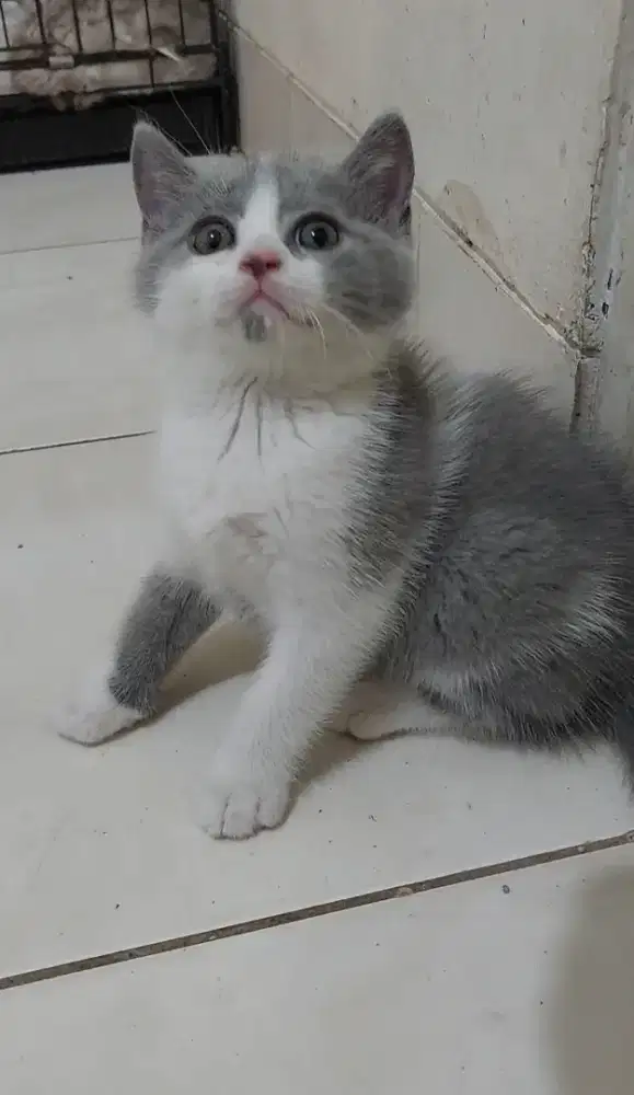Kitten british shorthair kucing BSH bicolor blue jantan