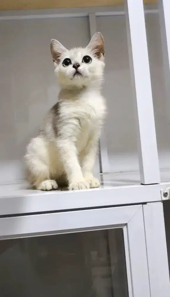 Bsh betina lepas murah