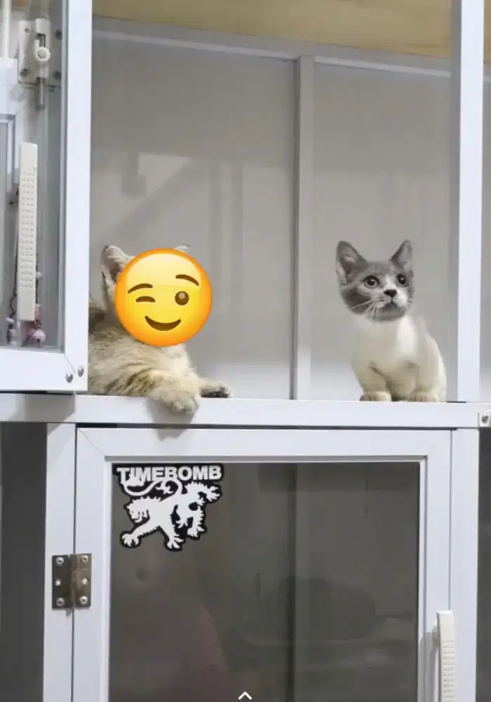 Munchkin bsh bicolor
