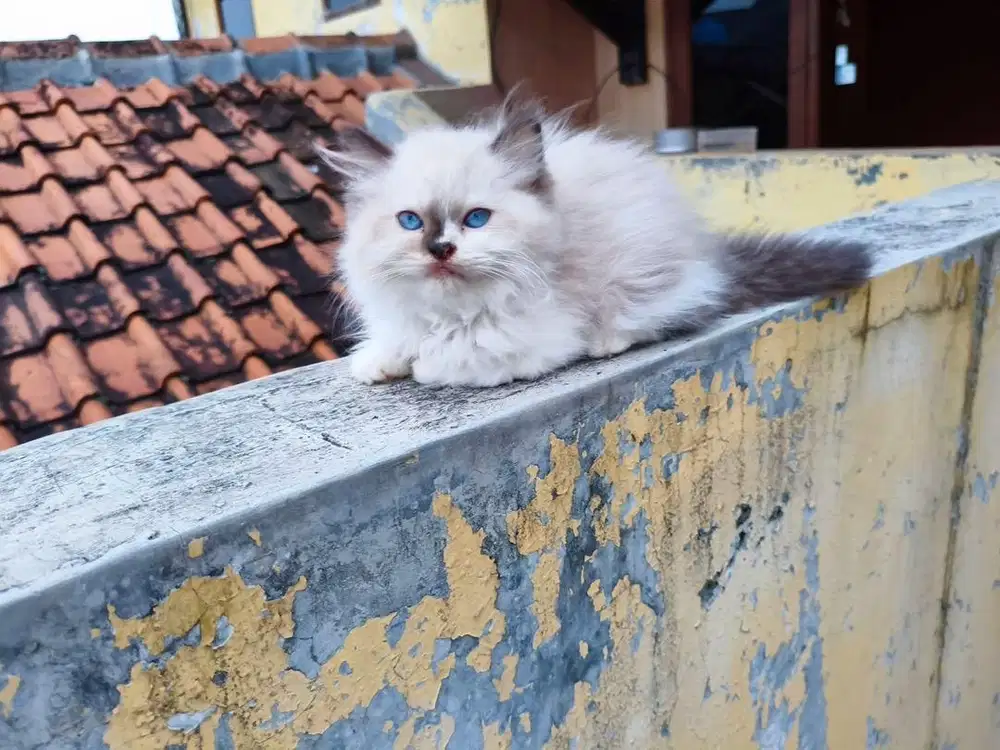 Kitten himalaya