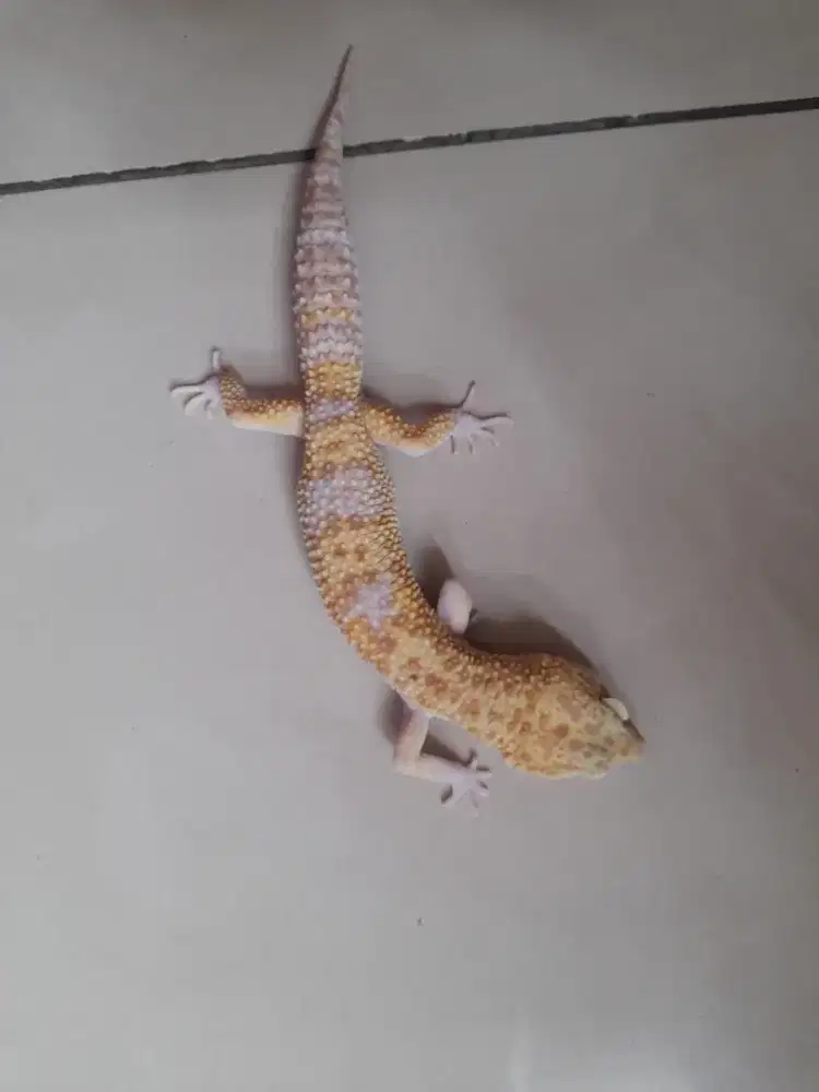 Gecko mack snow raptor