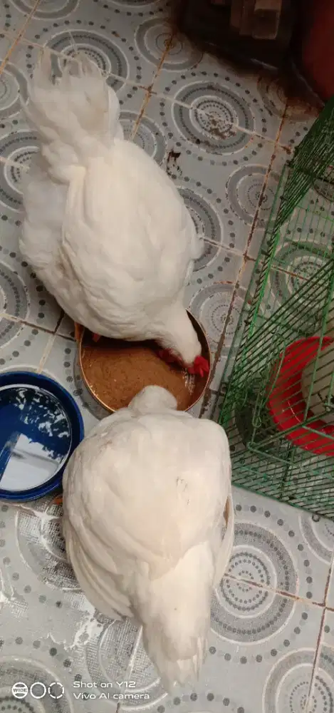 Ayam broiler putih