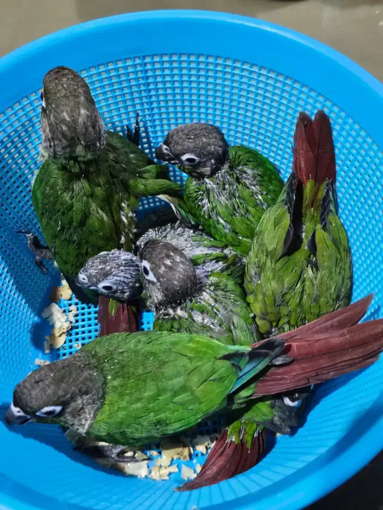 Green cheek conure lolohan