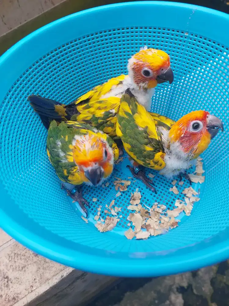 Sun conure high yellow lolohan