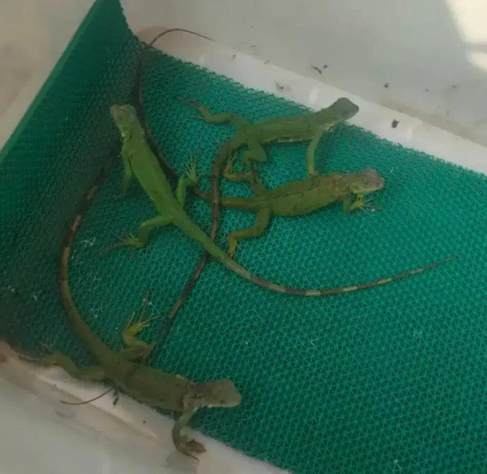 Baby Up Green iguana