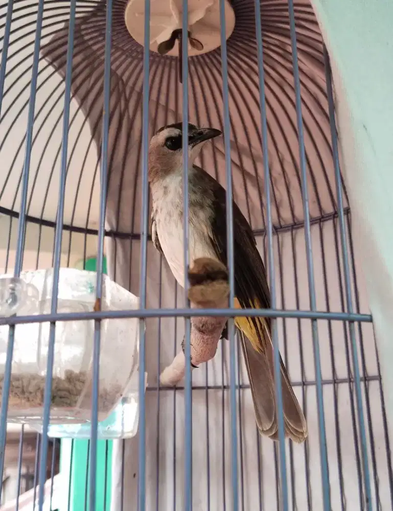 Burung trucuk/crucuk gacor jinak body gede. Kenari, kacer, jalak