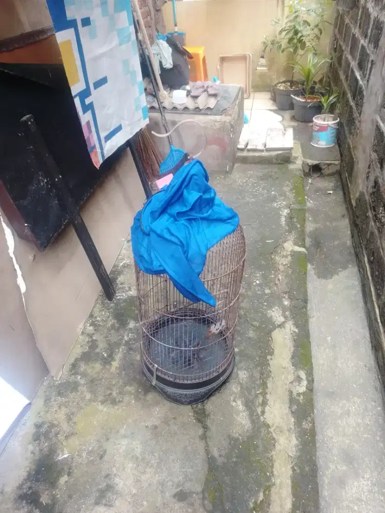 Kandang kapsul Lovebird fullset