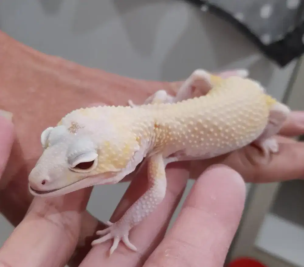 Gecko Diablo Blanco