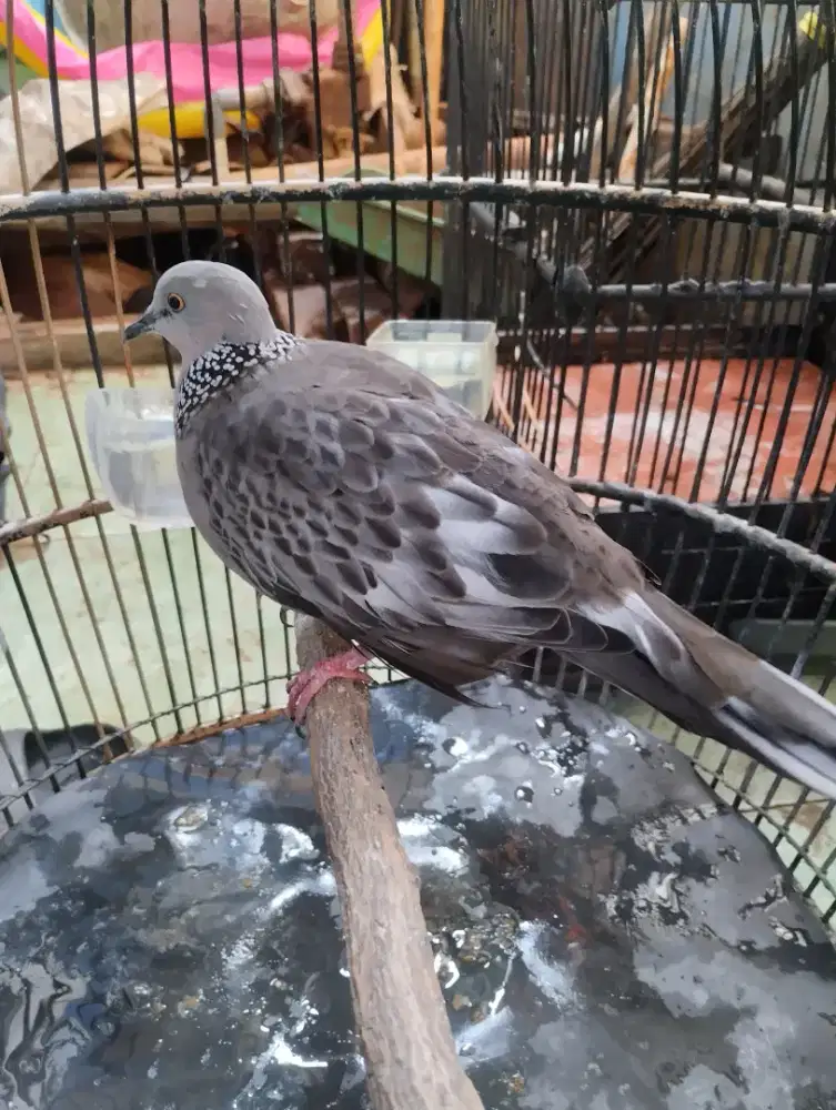 Burung tekukur kuk 3 Jantan