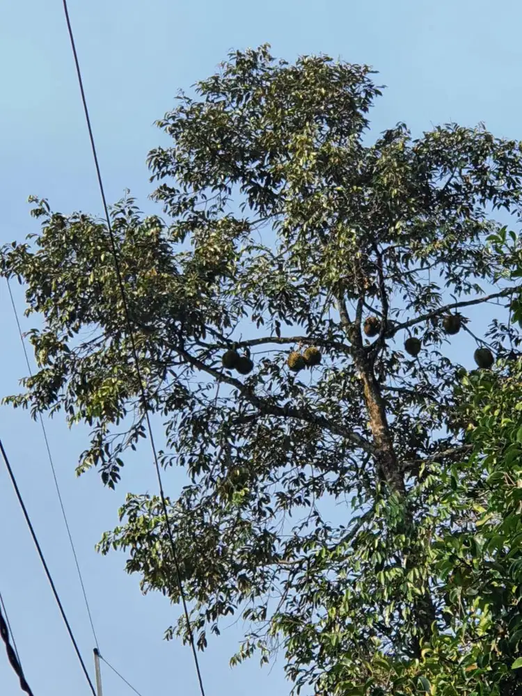 Tanah kebun dijual