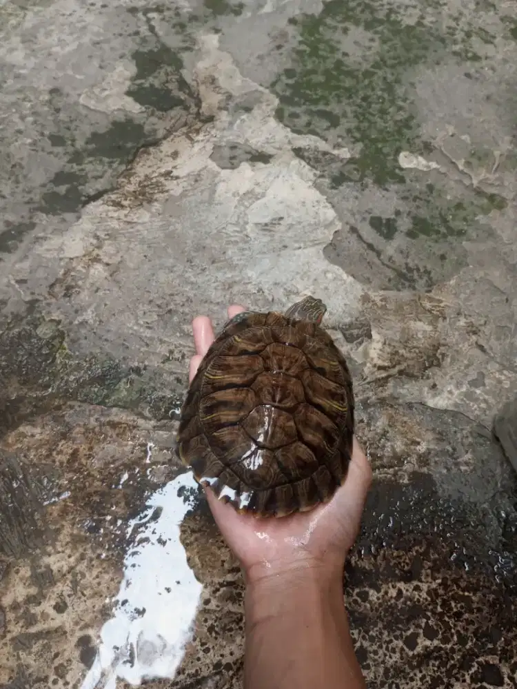 jual karena tidak sempat merawat