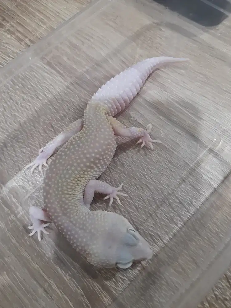 Gecko BB H.Ecplipse
