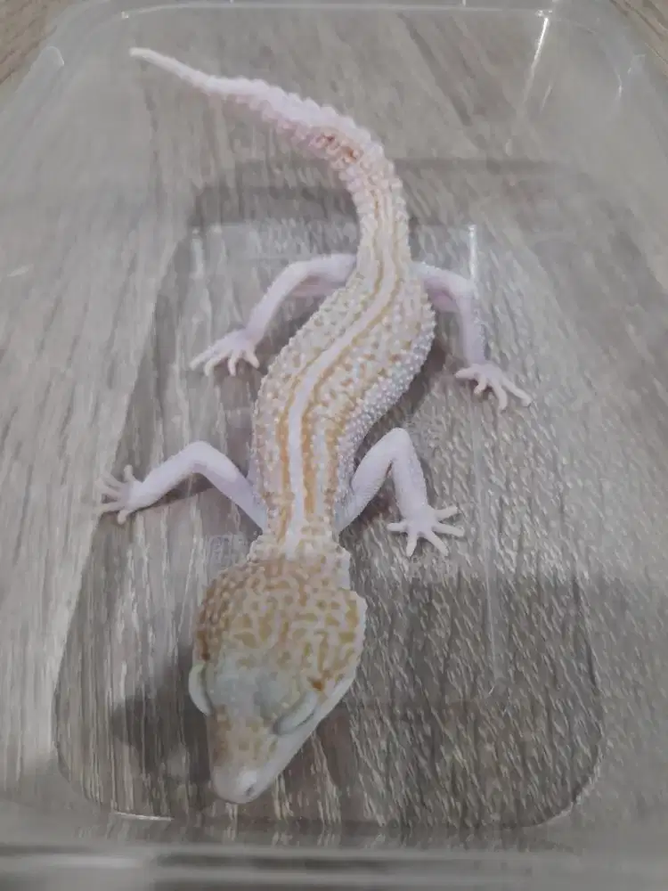 Gecko Super Snow Raptor
