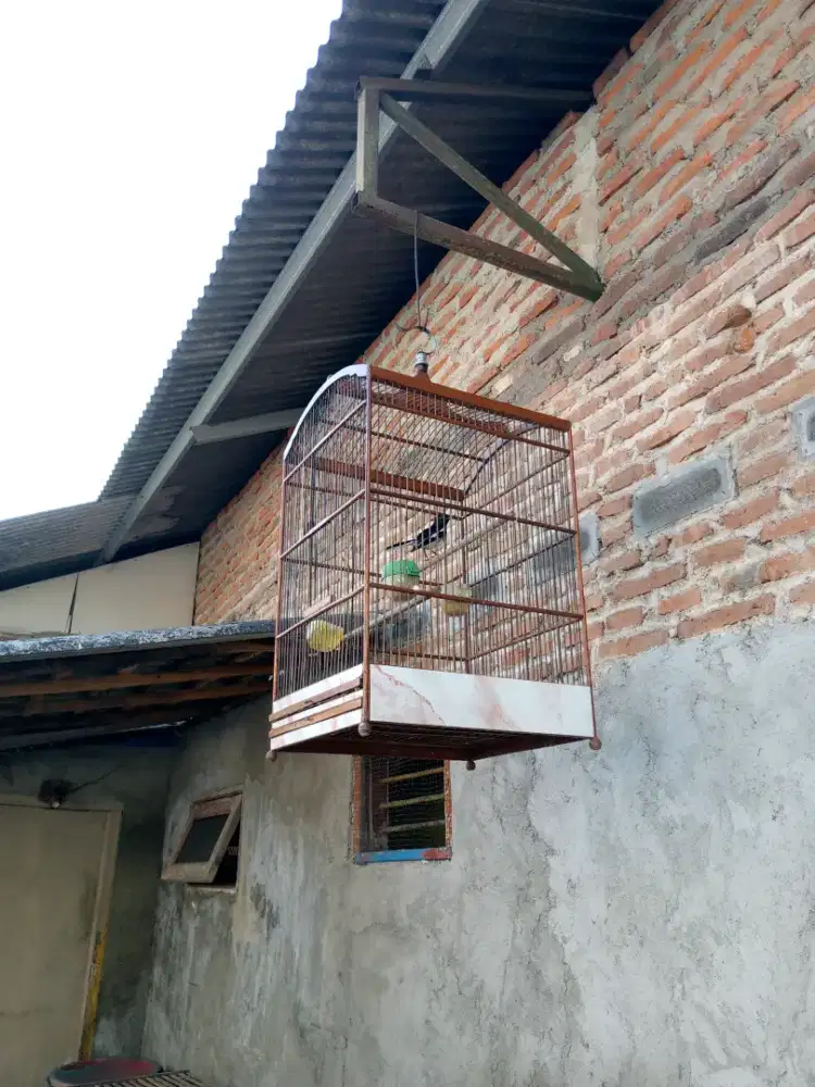 Burung kacer dor