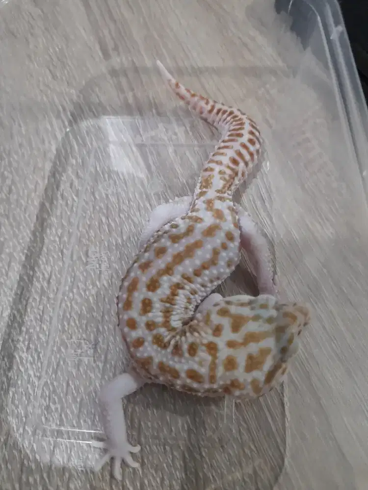Gecko Super Snow TA ECP