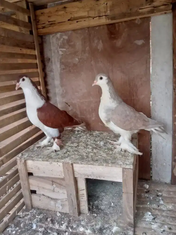Merpati dara hias lahor lahore