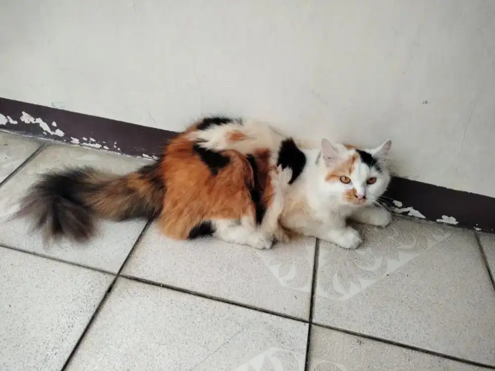 Open adopt kucing