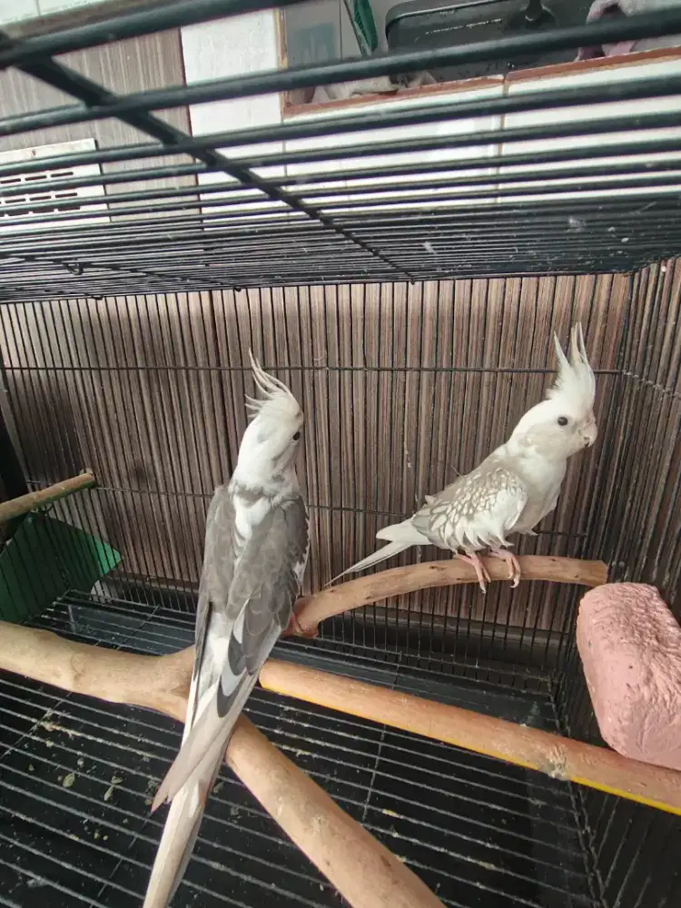 Jual plak sepasang bawa sama kadang + glodog matap
