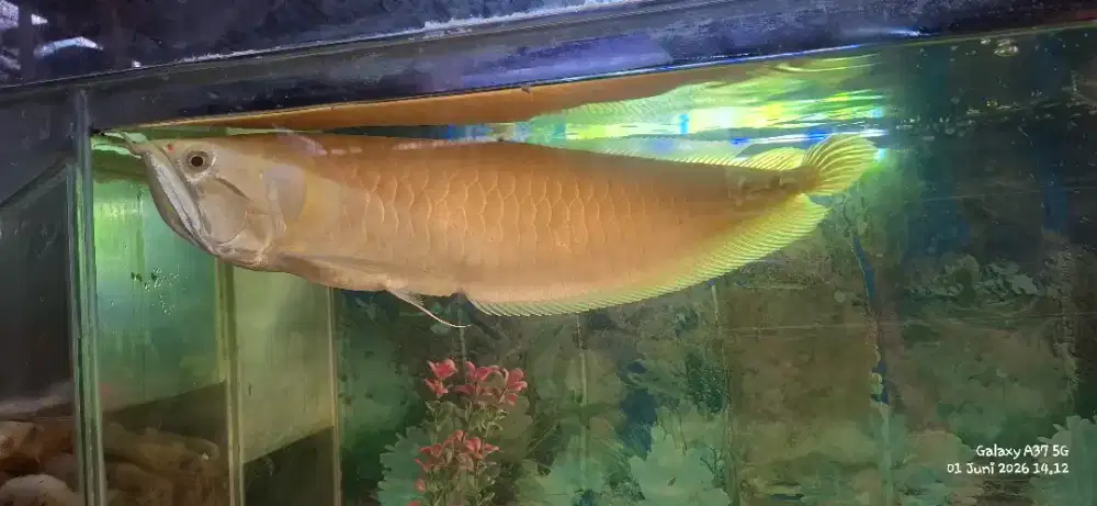 Arwana albino mata ungu