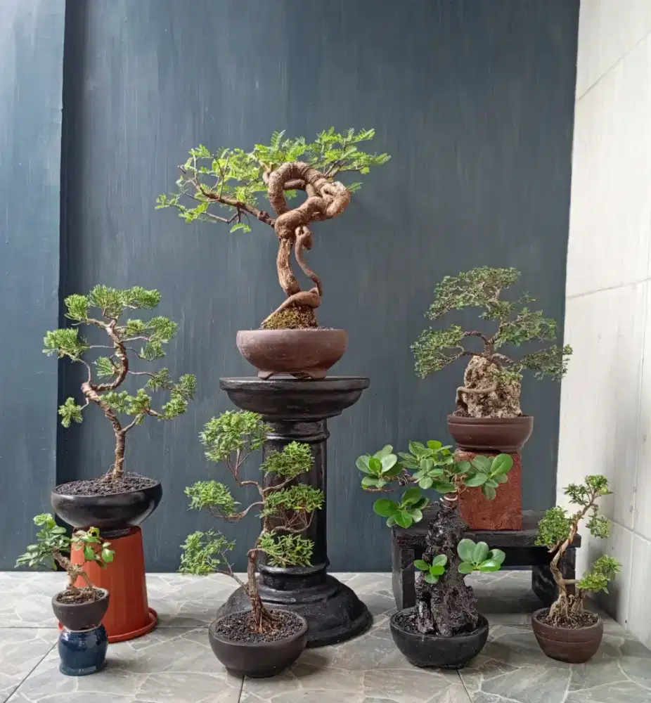 Borongan murah mini bonsai 7 pohon