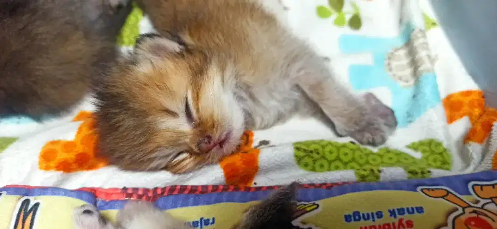 Kucing bsh golden pure