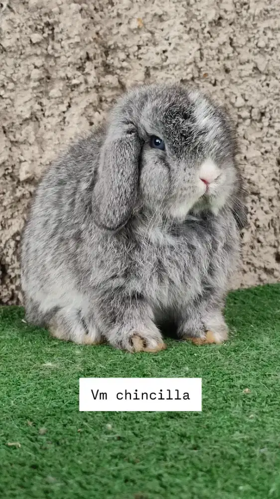 Kelinci hollandlop
