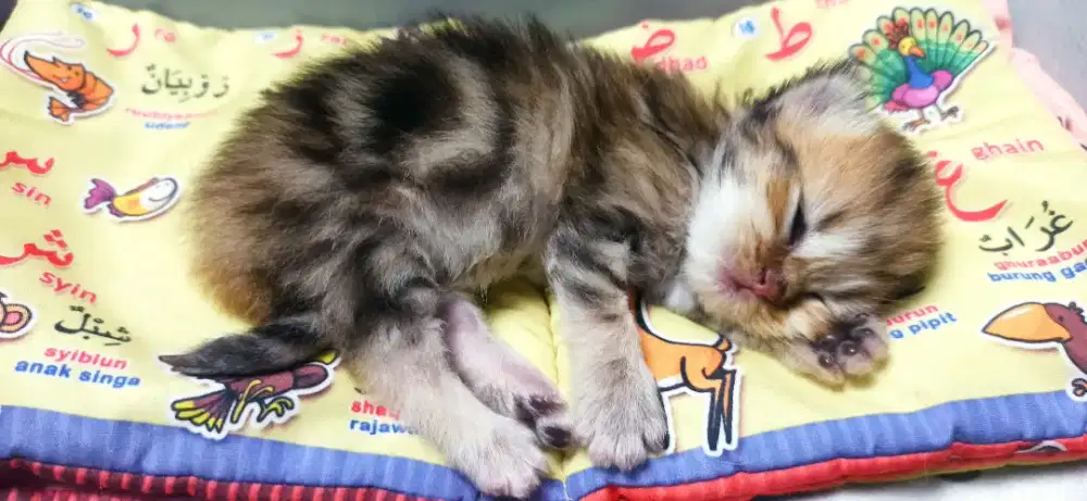 Kucing bsh golden