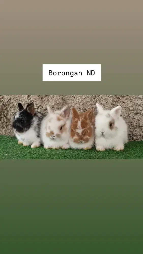 Kelinci netherland