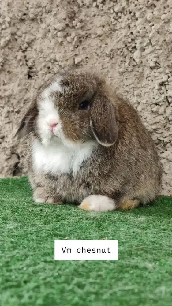 Kelinci imut lucu HL