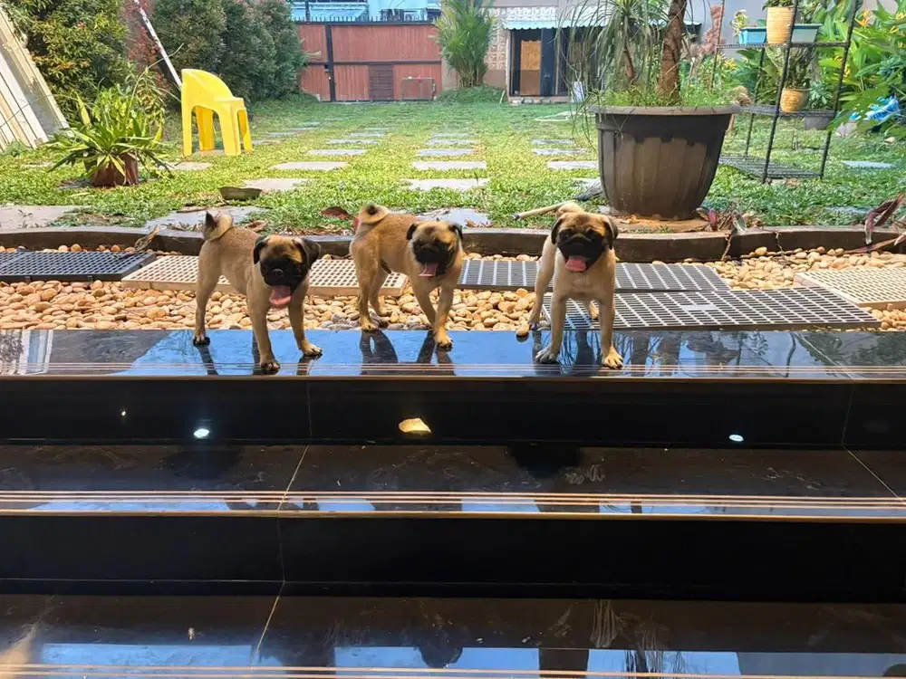 Anak anjing pug