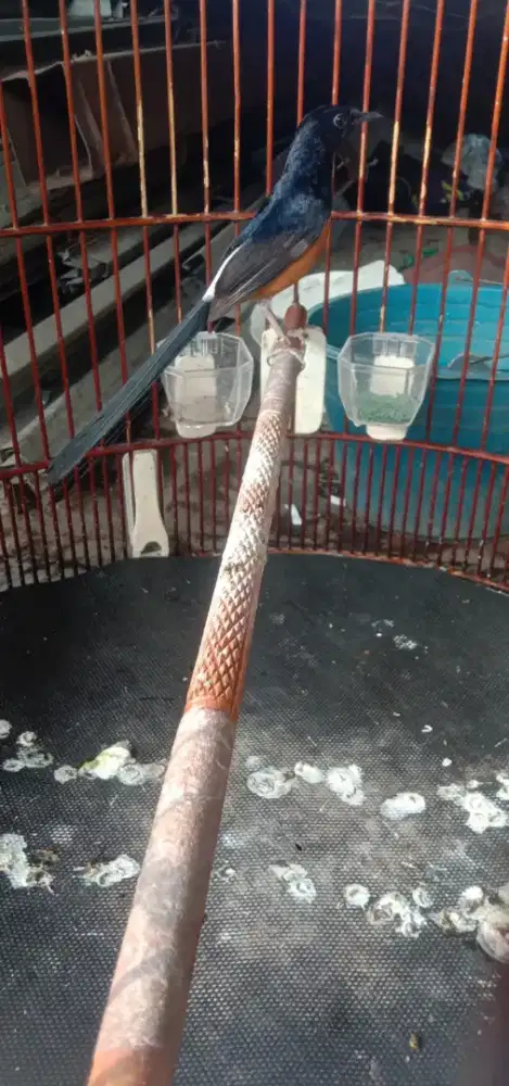 Burung muray jantan ring apbn dobel ring